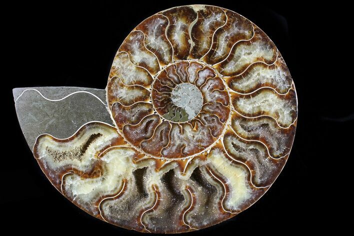 Cut Ammonite Fossil (Half) - Agatized #79155